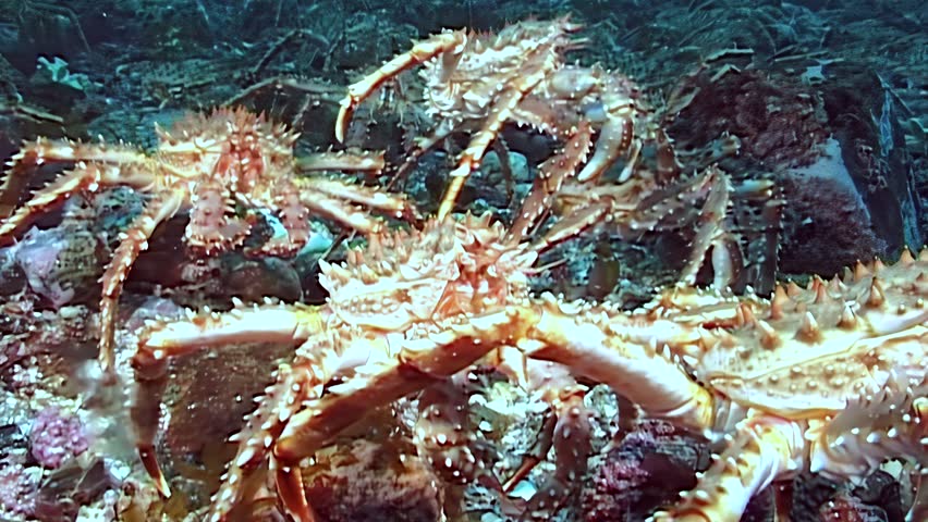 Witness the grand migration of large red King Crab, Paralithodes Camtschaticus, as they journey across the silent Arctic seabed in its cold, dark waters. A winter spectacle of ocean life.