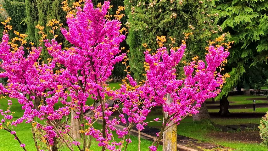 Close up of an Eastern Redbud tree with vibrant pink blossoms in a park setting.