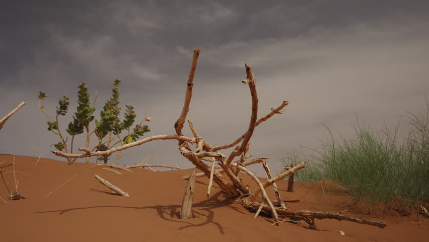 Dry dead branches and green plants on red sand dunes under cloudy sky Morocco
