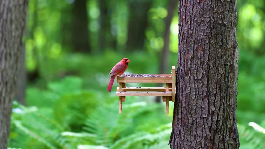 Male northern cardinal eating black oil sunflower seeds while perched on a handmade picnic table feeder mounted to a maple tree during late spring in Dunn County, Wisconsin, USA.