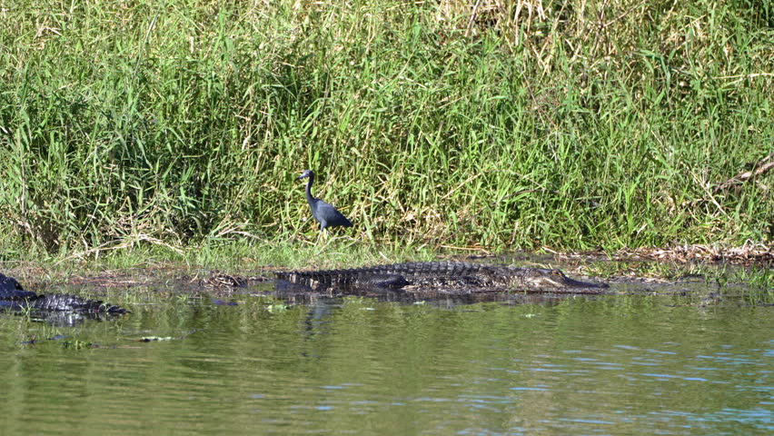 American alligator sunbathing on river shore in Everglades-style wetland landscape, Florida wildlife.