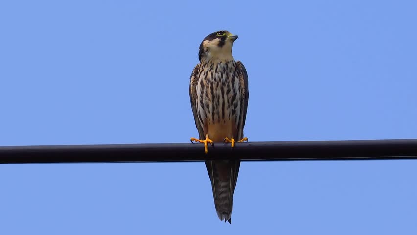 Close up front view portrait of a wild falcon bird of prey perching on a wire against a clear blue sky background