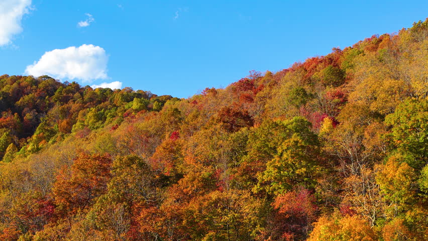 Dense forest stretching across rolling mountains during autumn. Golden, orange and red tree canopies blanket scenic landscape.