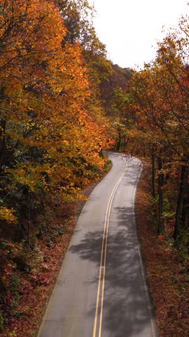 Empty scenic road winding through the Appalachian Mountains in North Carolina during peak autumn. Brilliant red, orange and golden forest surrounds the peaceful landscape.