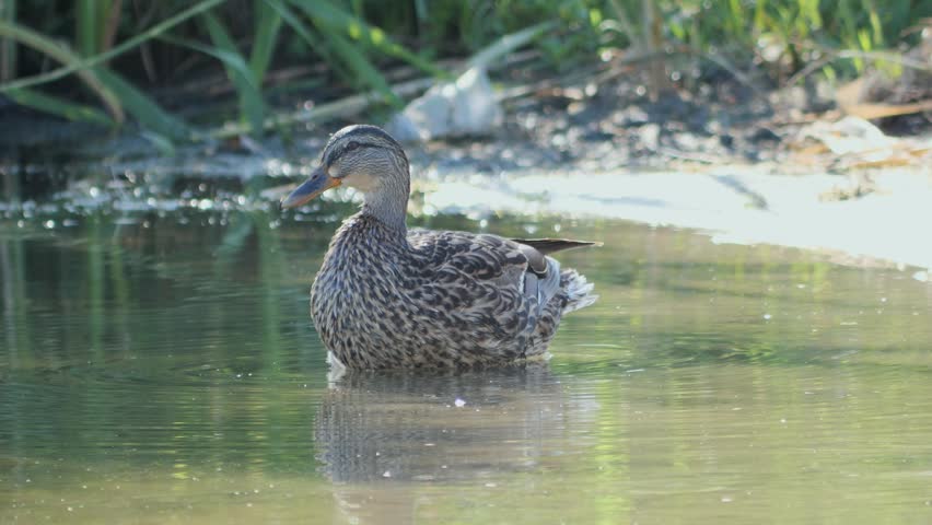 Medium shot of a wild brown duck preening its feathers and shaking its head in shallow river water.