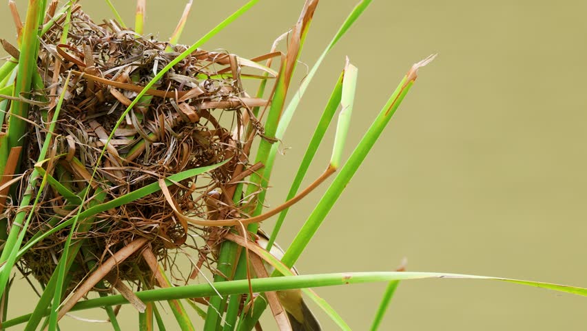 Close-up shot of a woven bird nest secured to green reeds over murky river water.