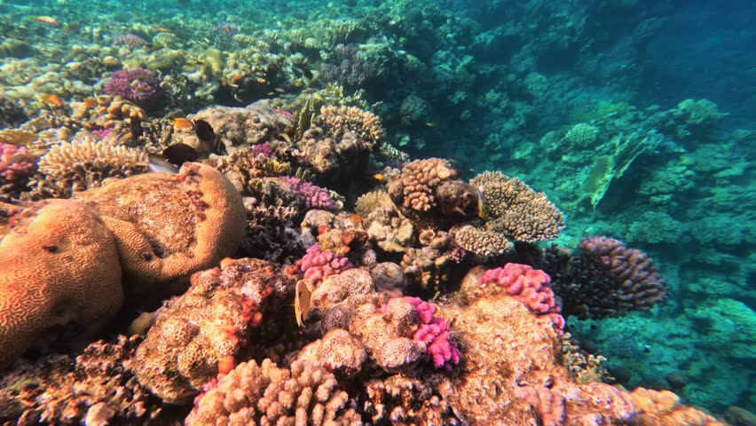 Dense coral reef with active small tropical fish underwater
