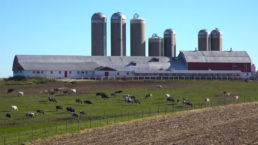 Cows grazing on lush green pasture, traditional farm buildings, tall silos, agricultural landscape, sunny day, rural scene, livestock farming.