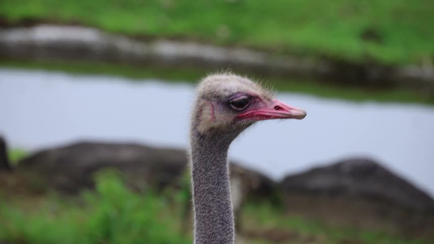 Ostrich head close-up. Long neck, gray feathers, pink beak. Background shows water and green grass. Calm, natural setting with shallow focus. Bird stands still, watching surroundings