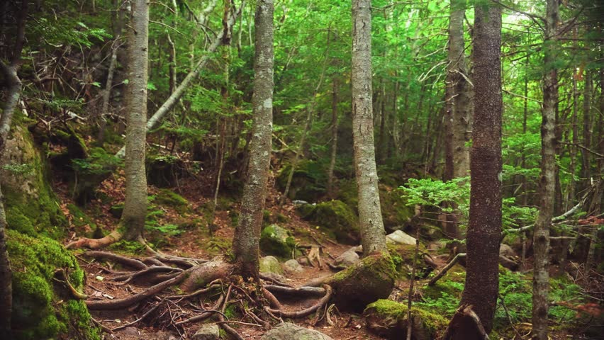 View of a lush forest path with mossy trees and exposed roots in St. John