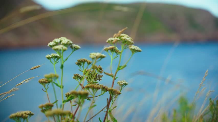View of wildflowers blooming on a coastal cliffside with the blue ocean in the background in St. John