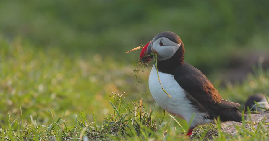 View of an Atlantic puffin holding grass in its beak while standing in a lush green meadow in Iceland.