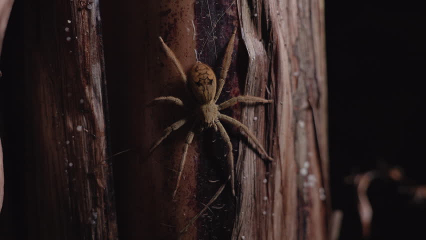 Large huntsman spider with distinctive markings clings to textured tree bark during nighttime. Close-up macro shot reveals hairy legs and patterned abdomen in dark tropical forest setting.