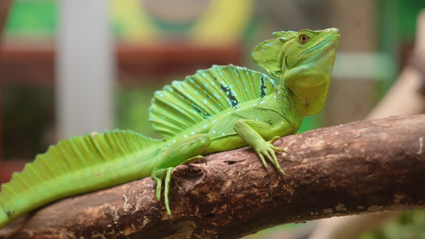 Vibrant green basilisk lizard rests on wooden branch displaying impressive sail-like dorsal crest with blue spots. Reptile shows detailed scales and alert posture against blurred colorful background.