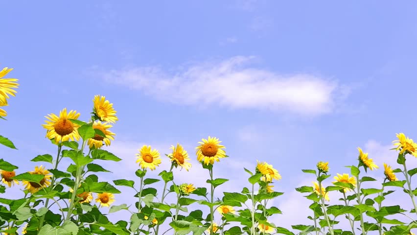 Yellow Sunflower flowers in the Blue Sky