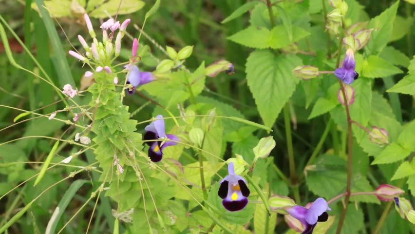 Group of wild purple torenia flowers in a garden a close up view of several wishbone blooming in lush