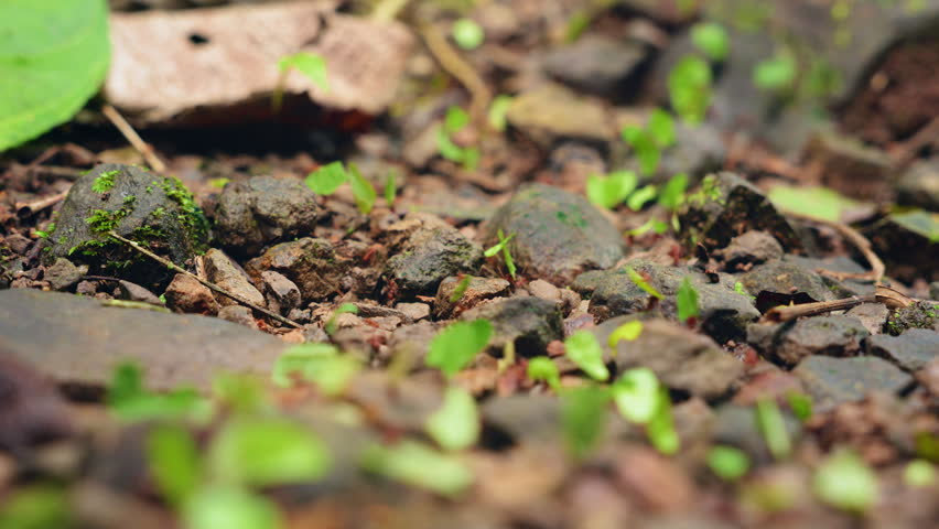 Leafcutter ants march steadily across rocky tropical forest floor, carrying vibrant green leaf fragments through scattered pebbles and moss-covered stones with soft natural daylight filtering through.