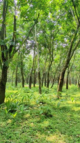 Beautiful green rubber plantation forest with tall trees in daytime.
