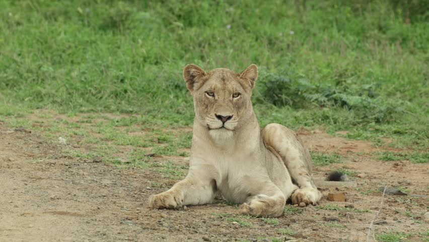 A female lion lying in the dirt checking her surroundings on a windy day in Kruger National Park.
