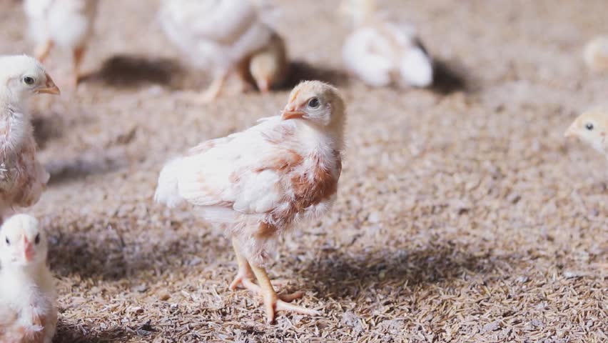 A small chick is standing on the ground in the chicken farm.