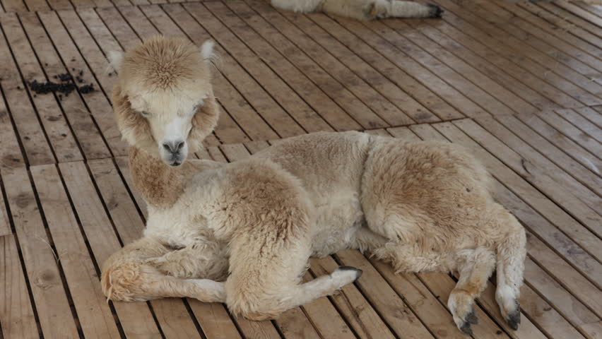 An alpaca resting in its cot