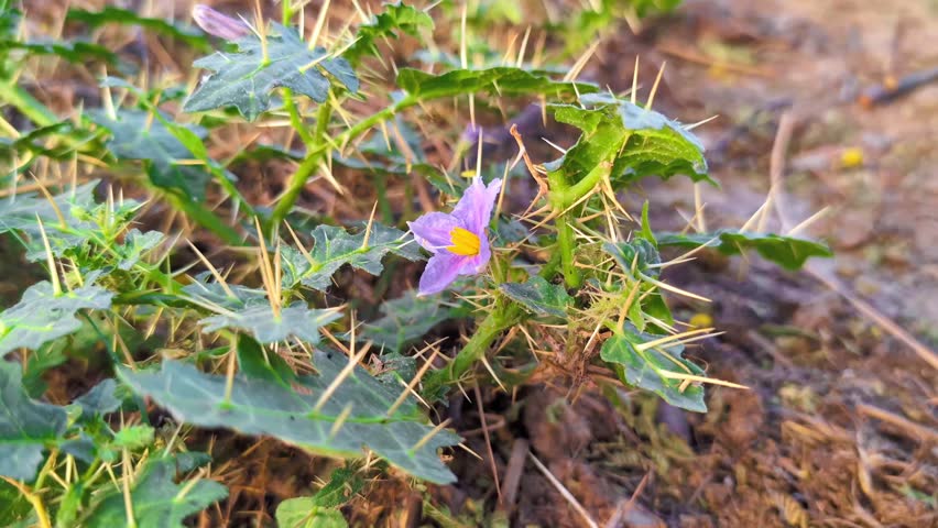 Close up of a purple flower blossoming on a thorny kantiari or Solanum virginianum plant
