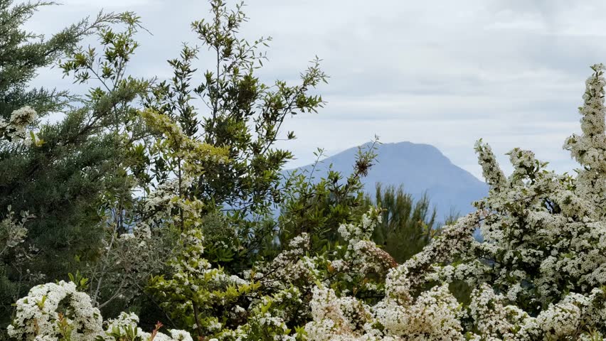 White pyracantha-like blossoms and Spanish broom frame Montagne Sainte-Victoire near Aix-en-Provence, with cloudy spring sky and Provençal hillside vegetation.