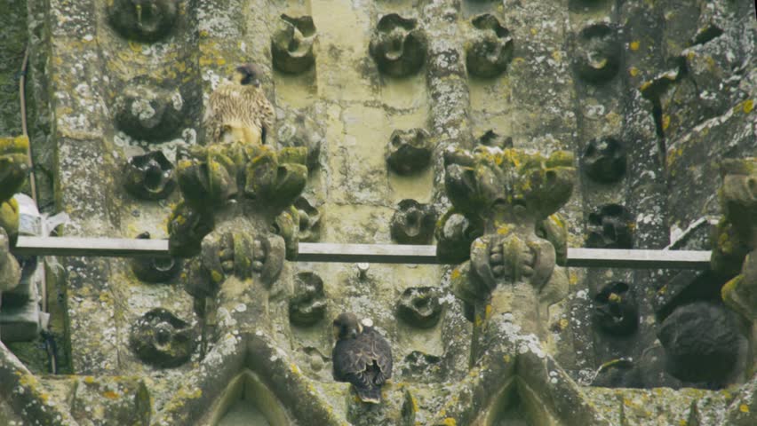 Juvenile peregrine falcons perched and resting among ornate Gothic cathedral stonework, showing young birds of prey using historic urban architecture as a nesting site.