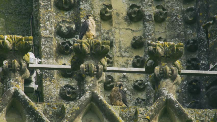 Two peregrine falcons perched on ornate weathered cathedral stonework, showing urban wildlife using historic architecture as a nesting and resting site in England.