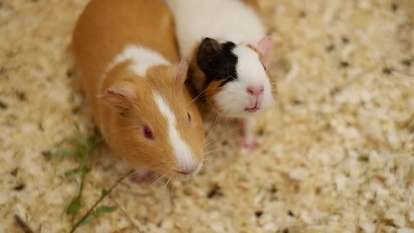 Adorable pair of fluffy baby guinea pigs sitting on a bed of wood shavings and looking around