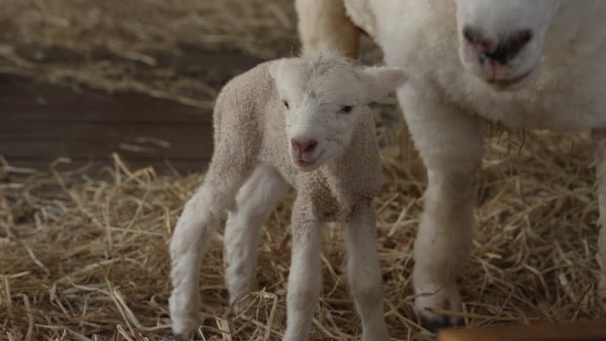 newborn lamb with mother sheep on a farm