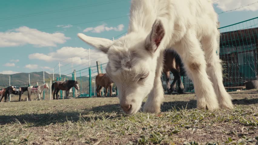 Close Up of a Cute White Baby Goat Grazing on Green Grass at a Countryside Farm