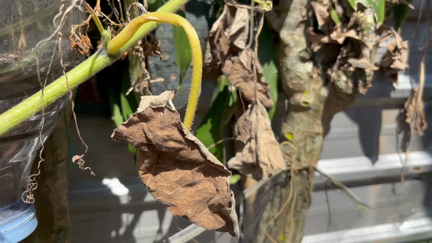 Dry Brown Pumpkin Leaf Swaying Outdoors
