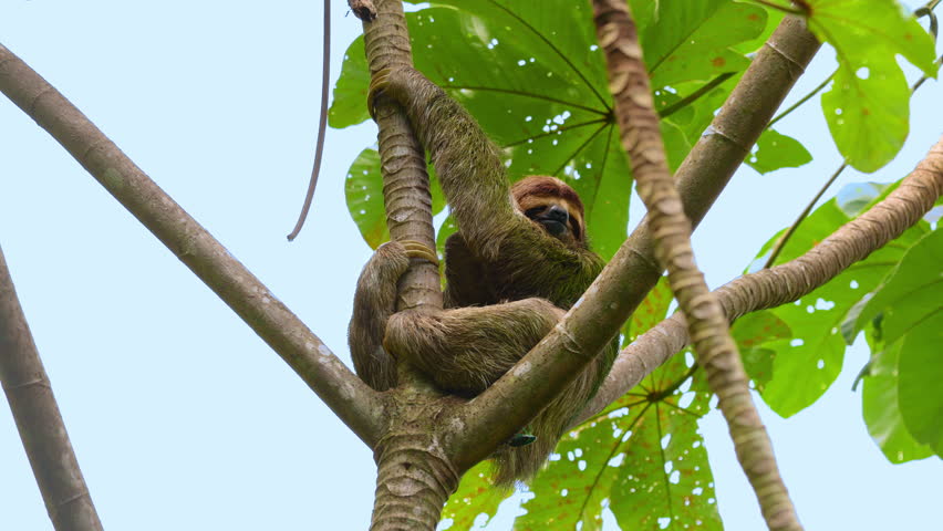 Brown-throated three-toed sloth clings to cecropia tree branches in lush tropical rainforest. Furry mammal with distinctive face rests among green leaves against pale blue sky.