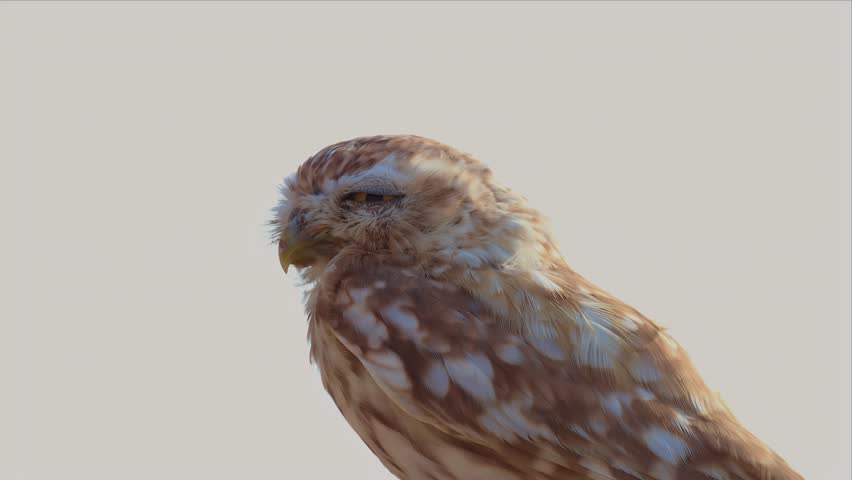 A little owl is shown in extreme close-up portrait, squinting against bright desert light before opening its eyes wide, set against a plain pale sky.