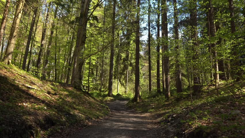 Forest path surrounded by tall trees and lush green vegetation on a quiet, sunny day.