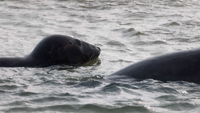 Two curious Grey Seals swimming together, bobbing their heads above the water in the ocean waves. Close-up wildlife footage.