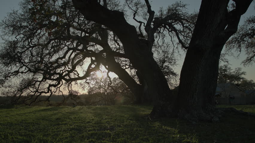 Colossal trees at the park edge during sunset.
