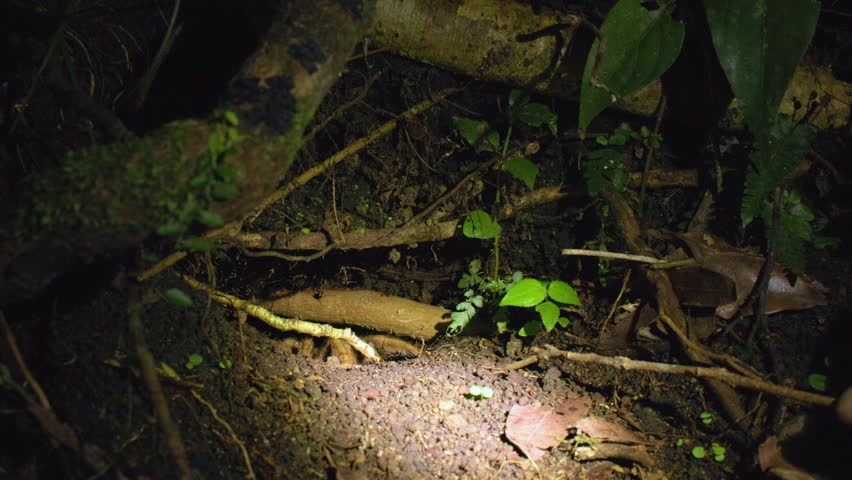 Group of people observing night dwellers in the jungle as a large tarantula spider emerges from its burrow on the forest floor surrounded by roots and tropical vegetation.