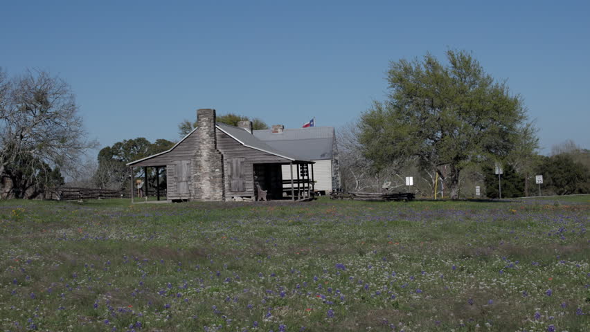 Vibrant Purple Wildflowers Blooming Texas Bonnets on a Park Meadow