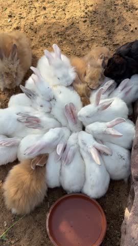 Group of fluffy rabbits gathered in circle while eating together from shared food. White and brown domestic bunnies create adorable pattern viewed from above on sandy ground