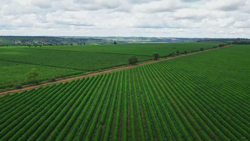 Coffee harvest season in Brazil. Farmers picking ripe red coffee berries on a large scale plantation.