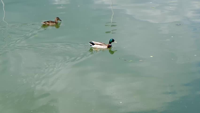 Two ducks swim gracefully in a calm river. One is a male mallard with a green head and white neck ring, while the other is a female with mottled brown feathers.