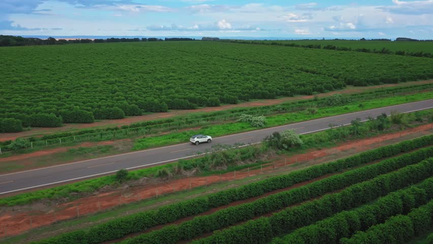 Coffee harvest season in Brazil. Farmers picking ripe red coffee berries on a large scale plantation.
