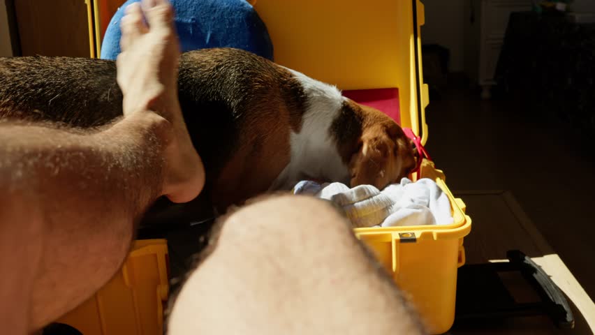 Personal perspective of a man packing a yellow suitcase for a trip while his curious beagle dog sniffs through the clothes and belongings, playfully interfering with the holiday preparation
