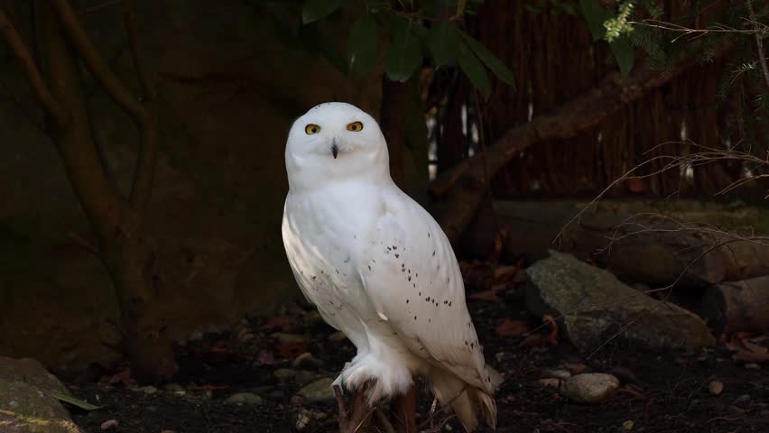 Snowy owl, Bubo scandiacus, bird of the Strigidae family. With a yellow eye