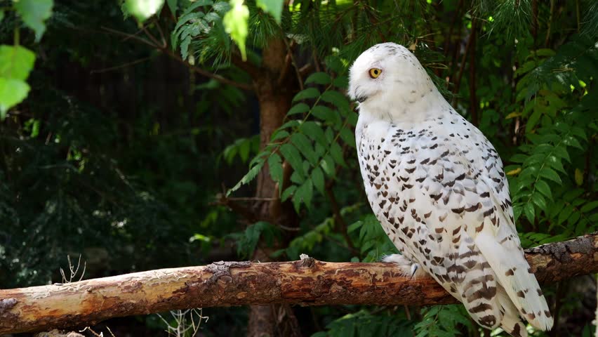 Snowy owl, Bubo scandiacus, bird of the Strigidae family. With a yellow eye