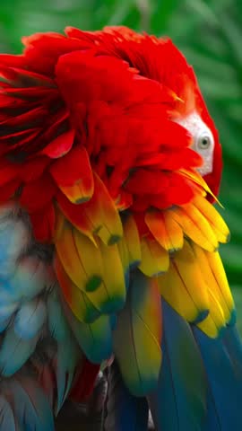 Vibrant Scarlet Macaw Parrot Close Up Feather Detail