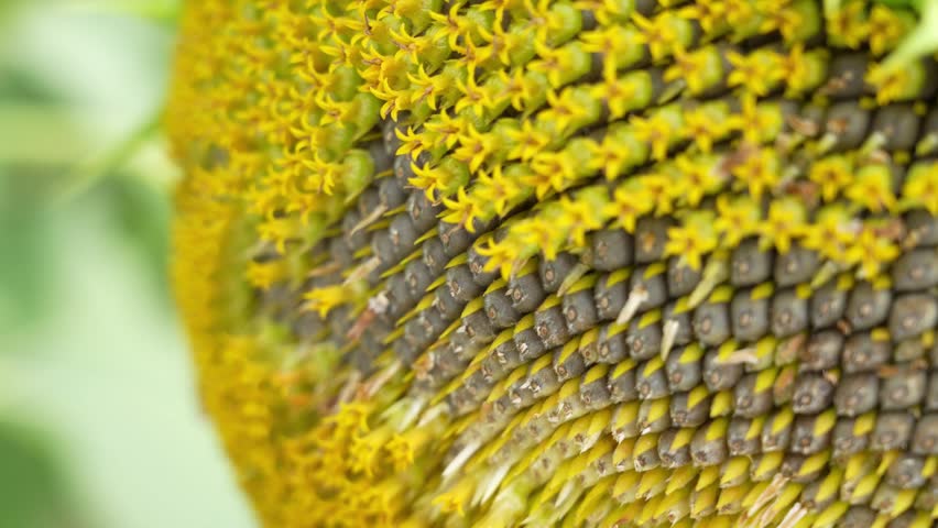 Mature Sunflower Head with Detailed Rows of Sunflower Seeds – 4K Close-up