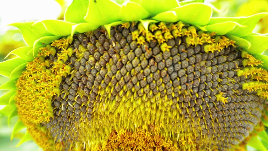 Mature Sunflower Head with Detailed Rows of Sunflower Seeds – 4K Close-up